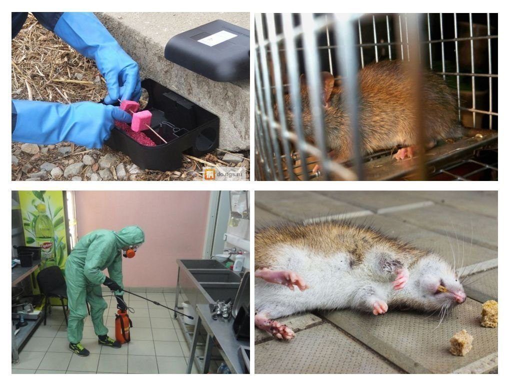 Фирма по уничтожению грызунов, крыс и мышей в Мытищах