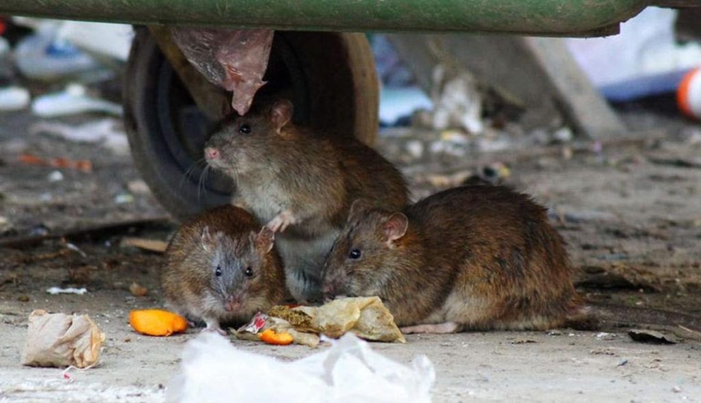 Травить грызунов крыс и мышей в Мытищах