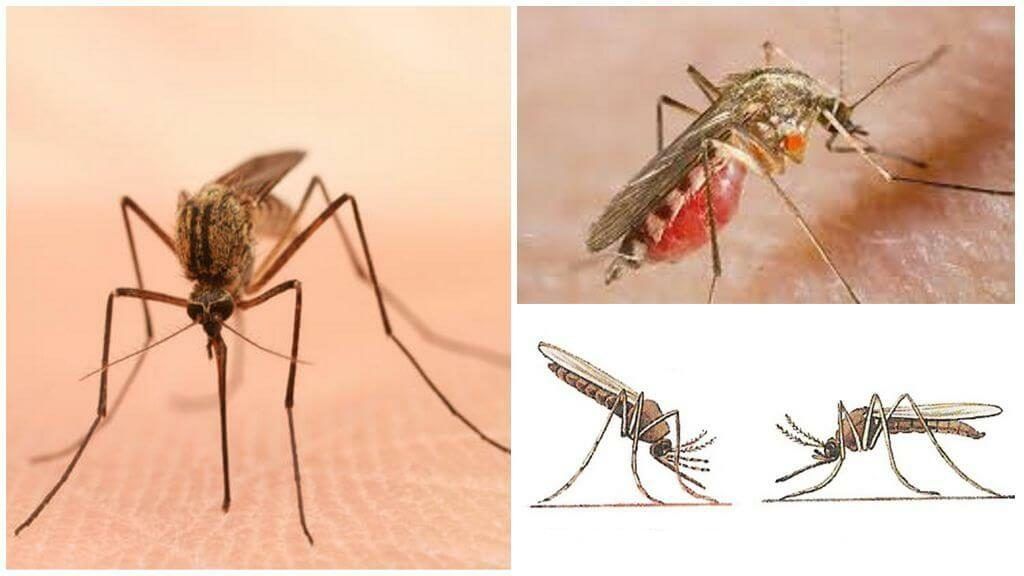 Уничтожение комаров в Мытищах