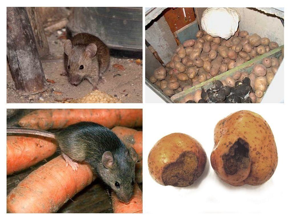Обработка от грызунов крыс и мышей в Мытищах