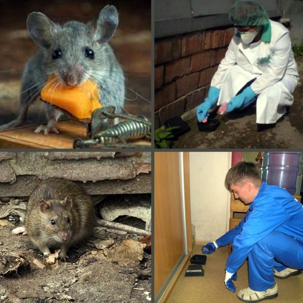 Дезинфекция от грызунов, крыс и мышей в Мытищах