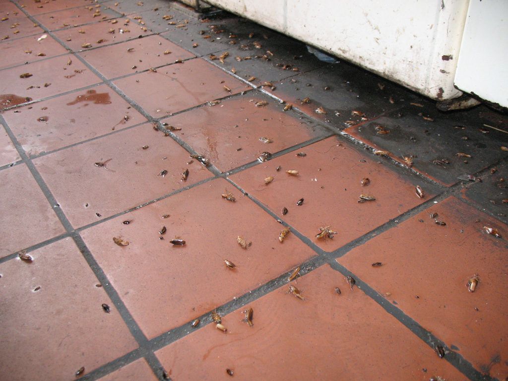 Уничтожение тараканов в квартире в Мытищах 