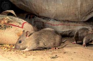 Дератизация от грызунов от крыс и мышей в Мытищах