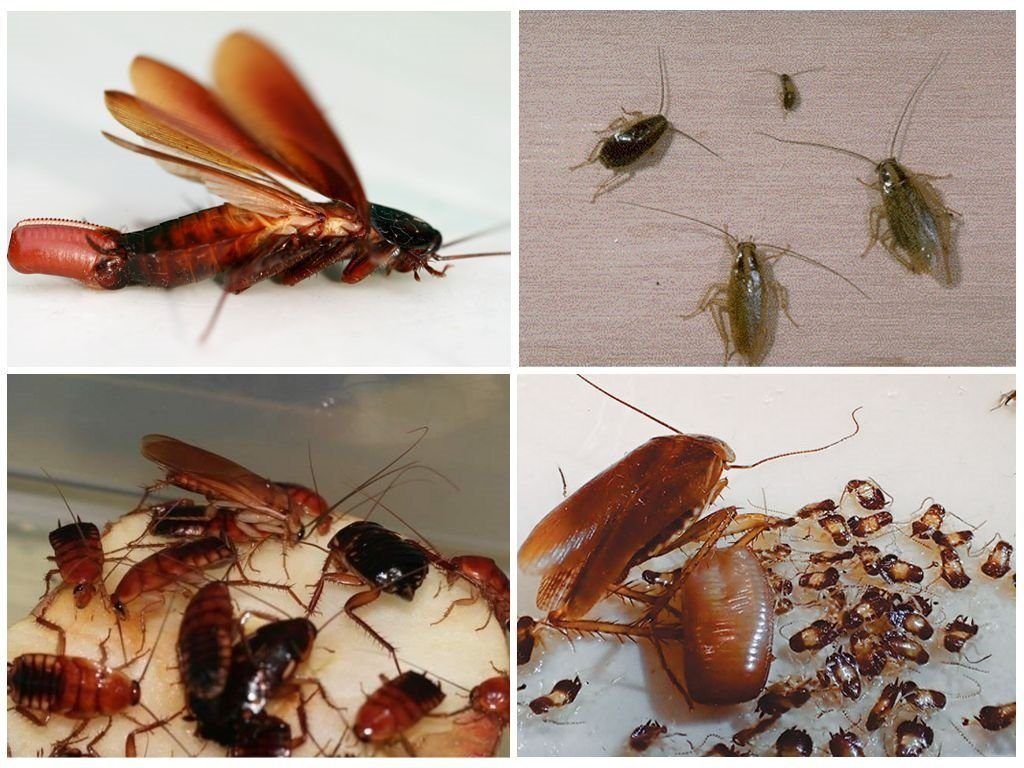 Уничтожение тараканов в квартире в Мытищах 