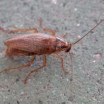 Уничтожение тараканов в Люберцах
