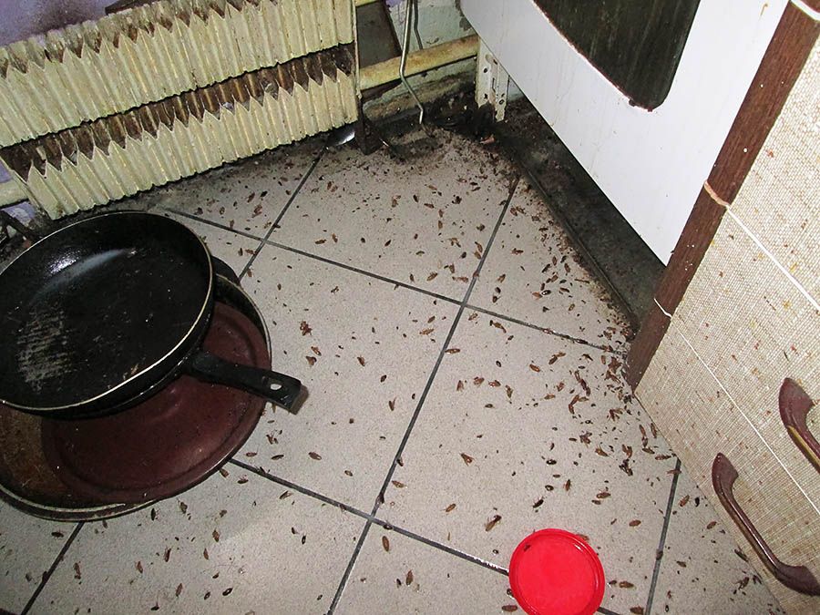 Санэпидемстанция от тараканов в Мытищах, вызвать, цены